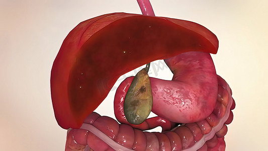 人体内部器官。肝脏对器官的作用