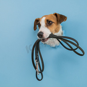 问头摄影照片_一只杰克罗素梗犬的头从纸蓝色背景上的一个洞里伸出来，牙齿上拴着皮带。