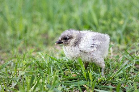 绿色草地上的小灰鸡。