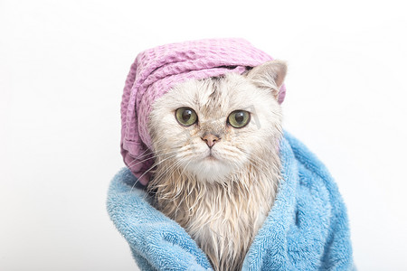 有趣的湿白猫，沐浴后，头上戴着紫色帽子，裹着蓝色毛巾