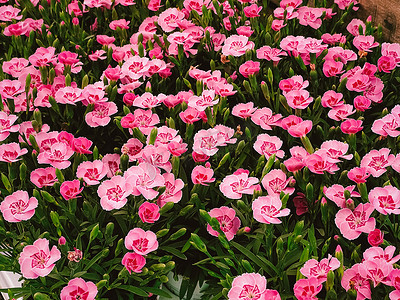 英国赫特福德郡花园中心美丽的花朵、种植和园艺