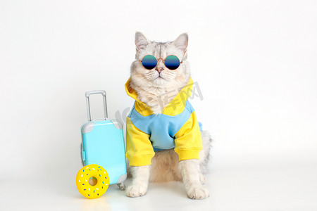 穿着蓝色运动衫和太阳镜的白猫，坐在白色背景上的手提箱上