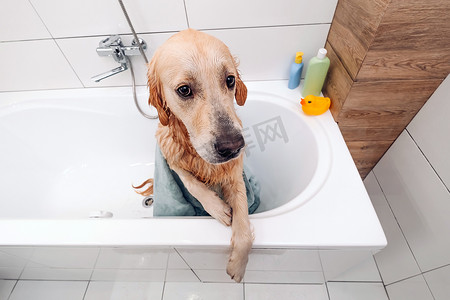金毛猎犬洗澡