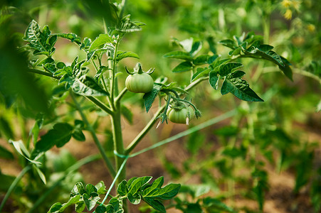 有机生态农场树枝上悬挂着自产未成熟绿色健康西红柿的特写。