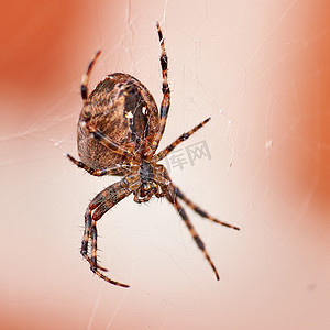 一只蜘蛛的特写镜头在网中从下面，隔离在白色橙色背景下。