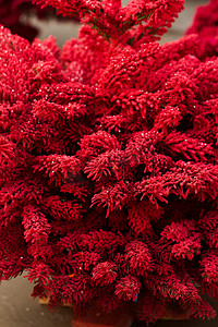 红色绒摄影照片_植绒圣诞树