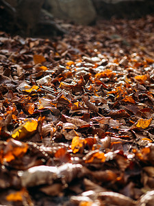 黄了摄影照片_秋天的森林里，落到地上的树叶在阳光的照射下泛黄了。