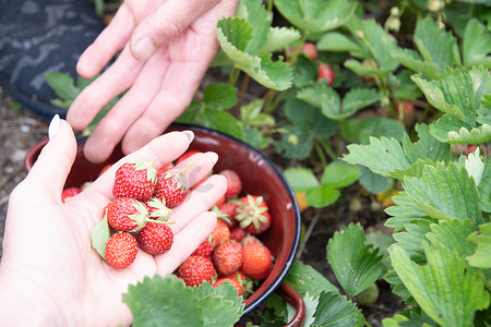 女人手掌上成熟的草莓、浆果收获、水果采摘、夏季食品