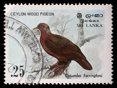 斯里兰卡共和国印制的邮票显示锡兰林鸽，Columba torringtoni