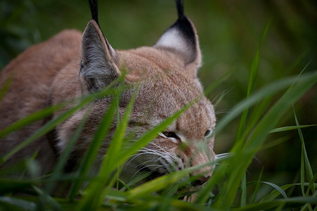 可负担的欧亚山猫在夏田上吃草