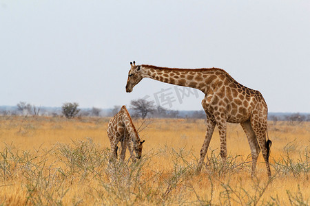 成年雌性长颈鹿与小牛吃草