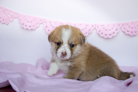 柯基犬摄影照片_柯基犬小狗在一条粉红色的毯子里。