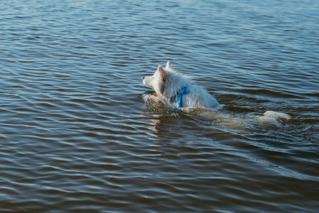 雪白的摄影照片_雪白的狗品种日本狐狸犬在湖水中游泳
