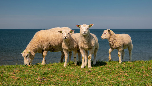 春天的景色摄影照片_艾瑟尔湖畔荷兰堤坝上的羔羊和绵羊，春天的景色，荷兰 绿草草地上的羊