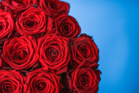 蓝色背景的豪华红玫瑰花束，鲜花作为节日礼物