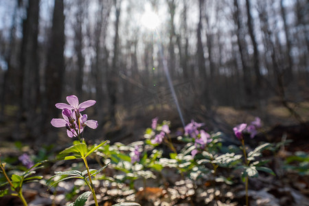 荠菜摄影照片_第一个春天的森林花朵，碎米荠菜，选择性焦点。