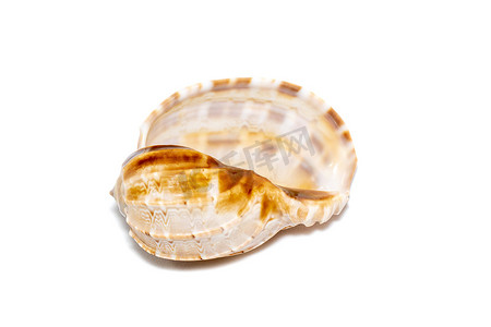 harpaconoidalis 海螺贝壳在白色背景上的图像。