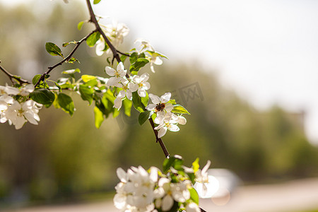 花开摄影照片_白苹果树在春天日落时开花。