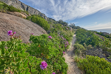 夏季，南非西开普省山上小道上的鲜花、植物和树木。