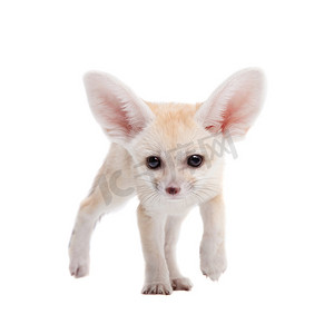 沙漠狐摄影照片_白色背景上漂亮的耳廓狐幼崽