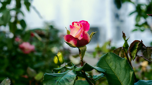 花瓣摄影照片_装饰性 kustorinovy 玫瑰花蕾，红黄色花瓣