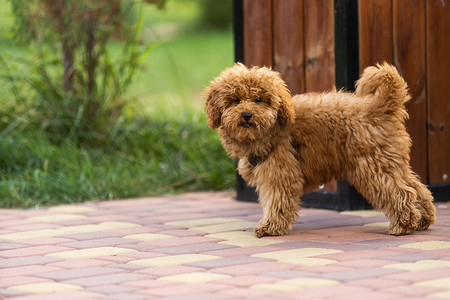 可爱的马耳他和贵宾犬混合小狗或 Maltipoo 狗，在公园里快乐地奔跑和跳跃