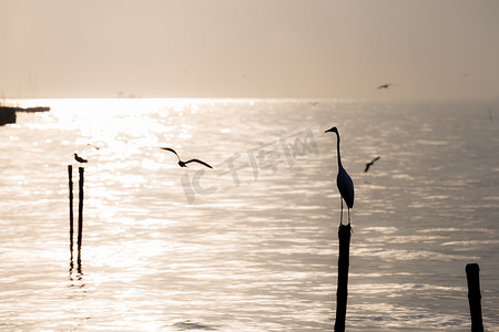 大海波浪海鸥摄影照片_海滩上的海鸥和白鹭