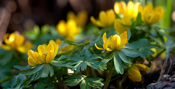 阳光明媚的日子里，美丽的黄色花朵在宁静的森林里特写。