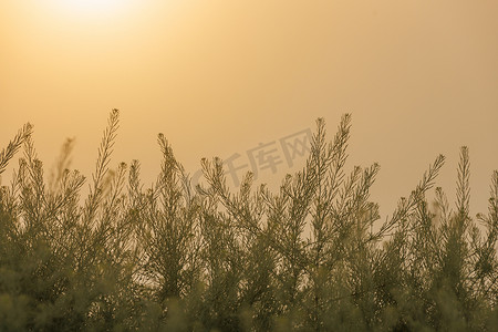 变天说地摄影照片_清晰的金色渐变天空中升起的太阳，模糊前景中的绿草
