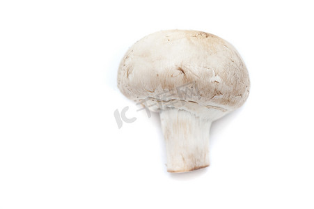 白色背景上的新鲜白蘑菇