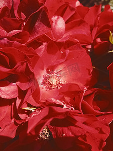 红色花束摄影照片_日落时红色盛开的花园玫瑰花，花卉美丽背景
