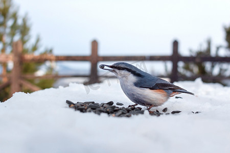 五子棋棋盘背景摄影照片_寒冷冬季森林公园雪观台上嘴里有种子的野生小鸟五子雀，山景