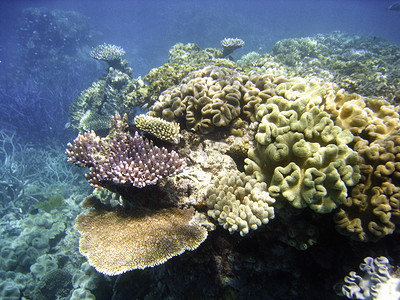 会议展板蓝色摄影照片_大堡礁的水下场景
