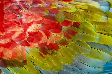 鹦鹉金刚鹦鹉翅膀-热带鸟羽毛图案潘塔纳尔湿地，巴西
