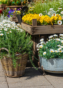 花卉和植物以盆栽形式出售。