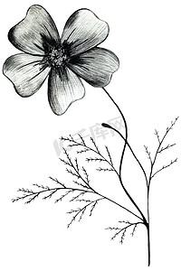 黑色和白色手绘万寿菊花隔离在白色背景上。