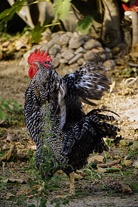 小公鸡摄影照片_著名的德尼兹利母鸡公鸡在田野上鸣叫和漫游