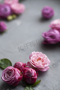 粉色玫瑰邀请函摄影照片_粉红玫瑰躺在灰色的混凝土背景上。