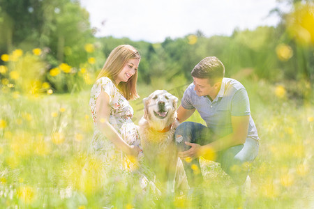 年轻快乐的怀孕夫妇在户外草地上抚摸金毛猎犬。