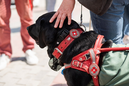 狗狗帮盲人摄影照片_黑色拉布拉多犬为盲人充当导盲犬。