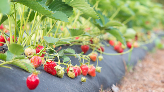 新鲜成熟的草莓宽幅图片
