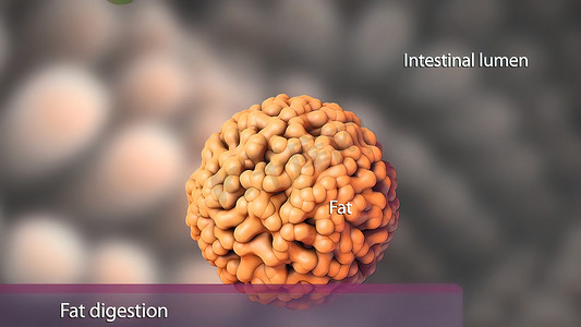 一些脂肪消化的副产物可以直接被胃吸收。