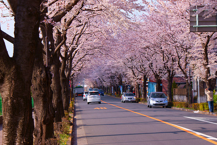 樱花隧道