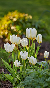 白色花园或迪迪尔斯郁金香花卉植物在春天在花园和林地或植物自然中绽放。