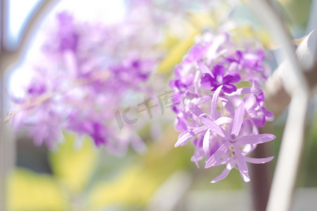 紫色花环藤或女王花环藤花的选择性焦点