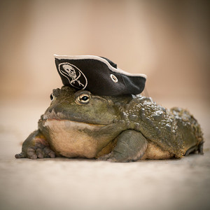 戴着海盗帽的惊​​人大非洲牛蛙