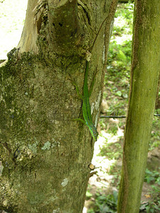 西印度群岛的蜥蜴倒挂在树干上
