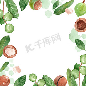 叶子树叶水彩摄影照片_水彩手绘澳洲坚果和叶子框架在白色背景