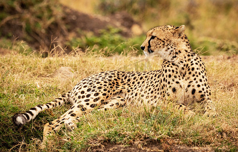 卡多尔摄影照片_博茨瓦纳 Khwai 美丽的野生动物场所