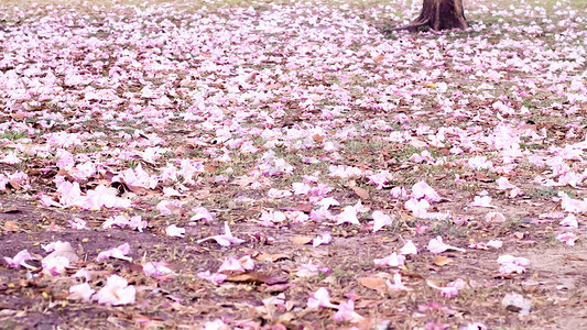 粉色浪漫樱花摄影照片_春季自然背景下的浪漫樱花。
